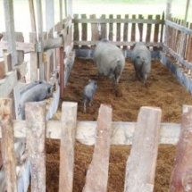 ฐานการเรียนรู้ การเลี้ยงหมูหลุม